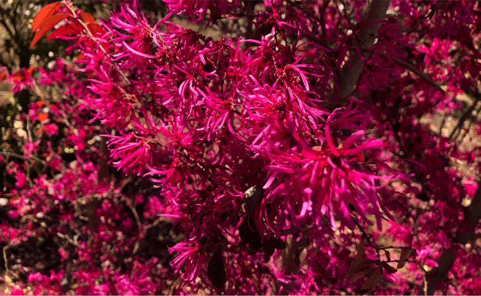 三鷹市で植木生産販売をおこなう実孝園の概略