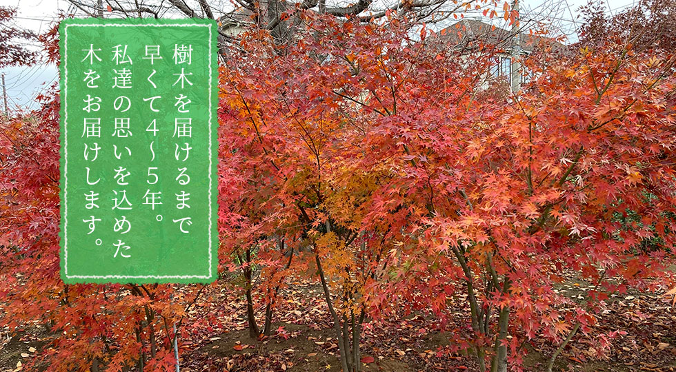 樹木を届けるまで早くて4〜5年 私達の思いを込めた木をお届けします