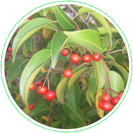 ソヨゴの植木販売