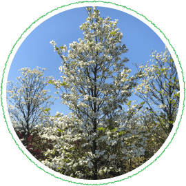 花水木（ハナミズキ）の植木販売