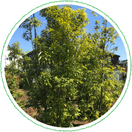 シラカシの植木販売