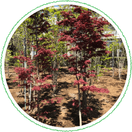 ノムラモミジの生産販売