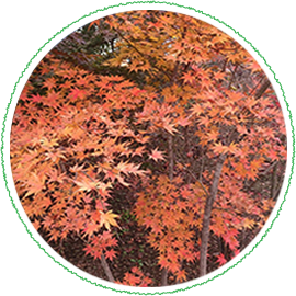 オオモミジの生産販売