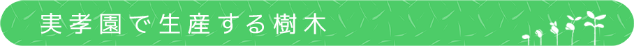 実孝園で生産する樹木