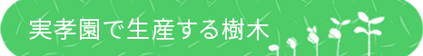 実孝園で生産する樹木SP