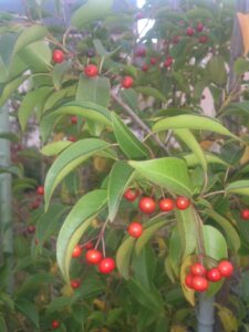 「常緑」ソヨゴ（メス）