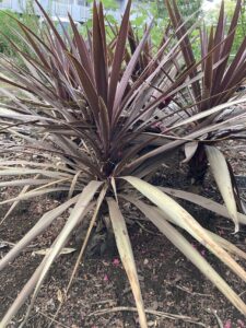 「常緑」コルジリネ