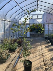 「常緑」ミカン