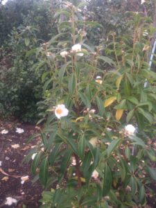 「常緑」ゴードニア