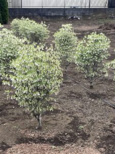 「落葉」ドウダンツツジ