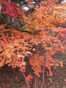 「落葉」モミジ（オオモミジ）