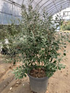 「常緑」フェイジョア