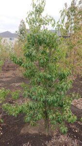 「常緑」ソヨゴ (2)