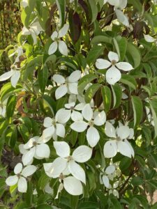 「常緑」常緑ヤマボウシ