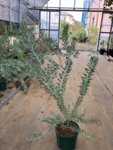 「常緑」アカシア（ブルーブッシュ）