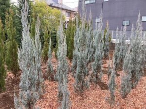 「コニファー」ブルーエンジェル