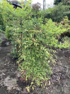 「常緑」ナンテン（赤実）