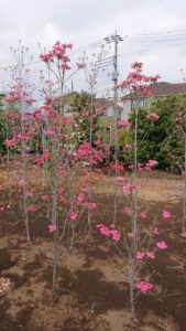 「落葉」花水木