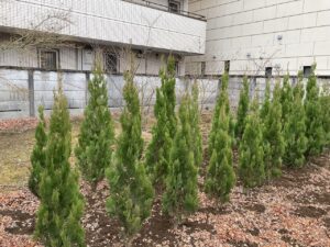 「コニファー」エレガンテシマ