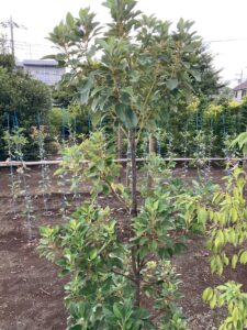 「常緑」ロドレイア