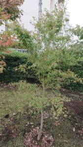 「落葉」モミジ（イロハモミジ）