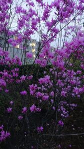 「落葉」ミツバツツジ