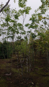 「落葉」アオダモ