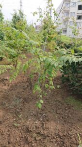 「落葉」ツリバナ