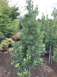 「常緑」ヤマモモ (2)