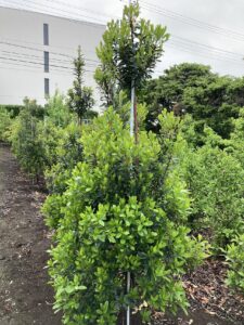 「常緑」イチゴノキ(2)