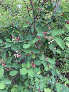 「落葉」ジュンベリー (2)