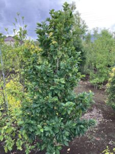 「常緑」オガタマノキ（白花）