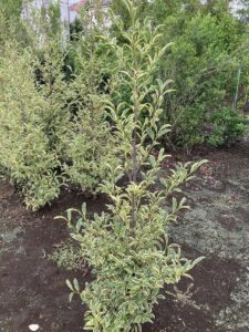 「常緑」斑入りサカキ