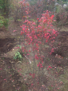 「落葉」ナツハゼ