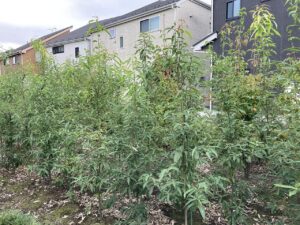 「常緑」シラカシ