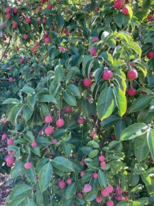 「常緑」常緑ヤマボウシ (2)