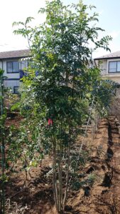 「常緑」シマトネリコ