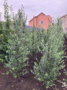 「常緑」オリーブ