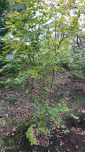 「落葉」モミジ（コハウチワカエデ）