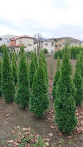 「コニファー」エメラルドグリーン