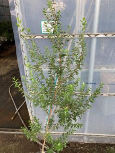 「常緑」ギンバイカ