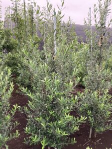 「常緑」オリーブ (チプレッシーノ）