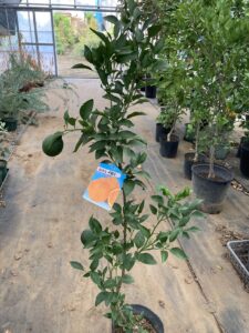 「常緑」デコポン