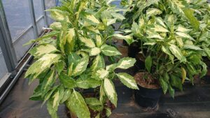 「常緑」斑入りアオキ