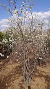 「落葉」ジュンベリー