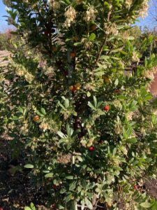 「常緑」イチゴノキ