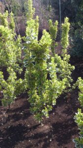 「常緑」斑入りマサキ