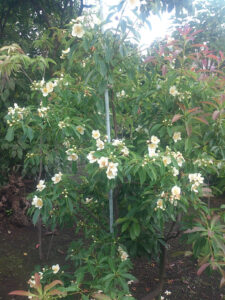 「常緑」イジュ