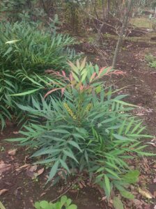 「常緑」マホニアコンフューサー