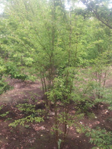 「落葉」ヒメシャラ